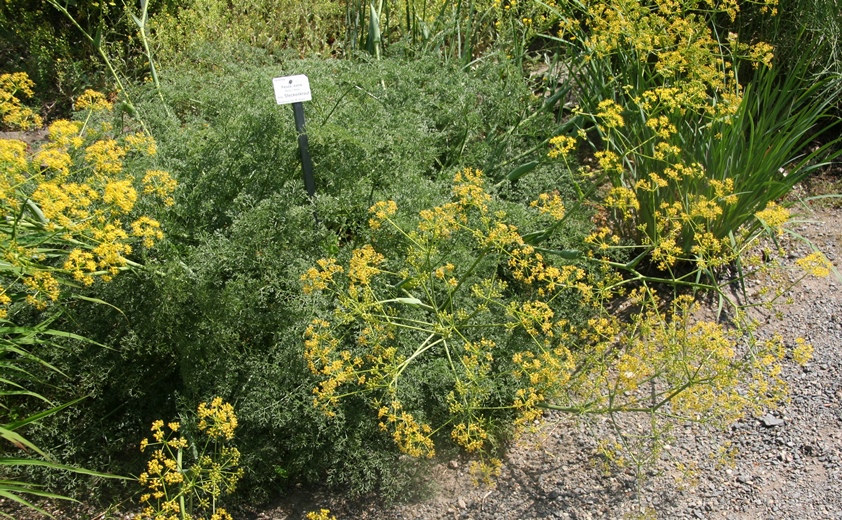 جداسازی و شناسایی ترکیب کومارینی Aurapteneاز گیاه انحصاری Ferula persica var. latisecta در ایران