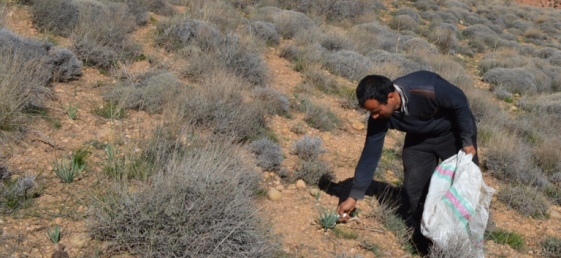 برداشت غیر اصولی و بی رویه؛ عامل تخریب گونه‌ های دارویی در کردستان