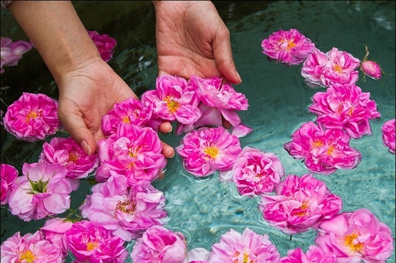 گسترش کشت گل محمدی در اراضی شیب‌دار لرستان