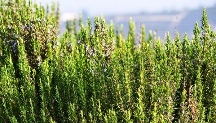 ایجاد مزارع الگویی گیاهان دارویی در استان بوشهر