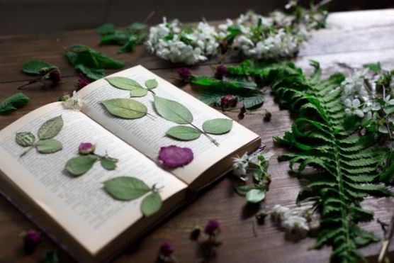 نقد کتاب: فلور ایران، مجموعه مصور گیاهان و گلهای ایران