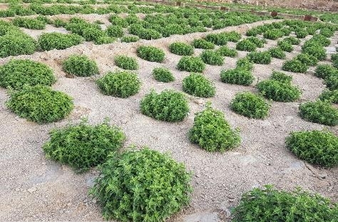 تولید گیاه دارویی مرزنجوش در استان یزد به روایت تصویر