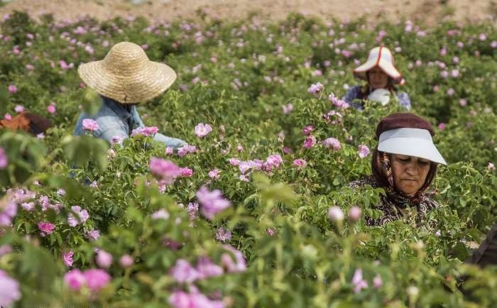 پیش‌بینی برداشت ۱۵۷ تن گل محمدی در شهرستان دامغان