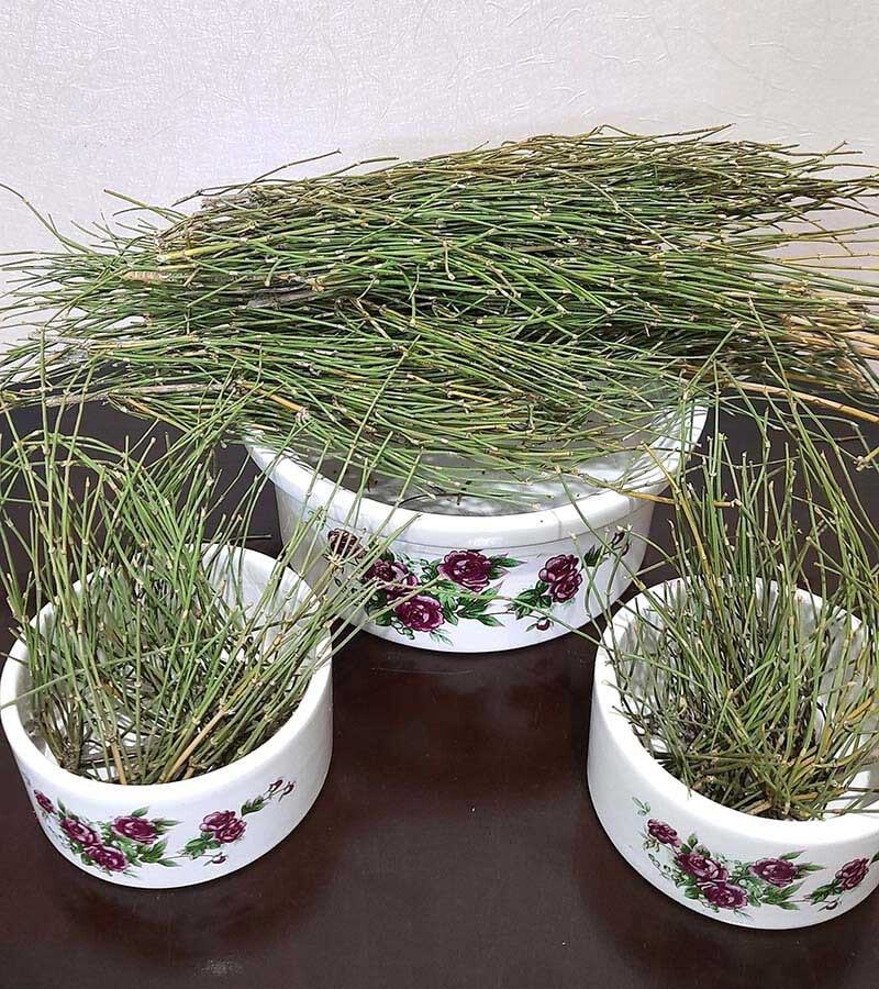 گیاه هوم (افدرا)