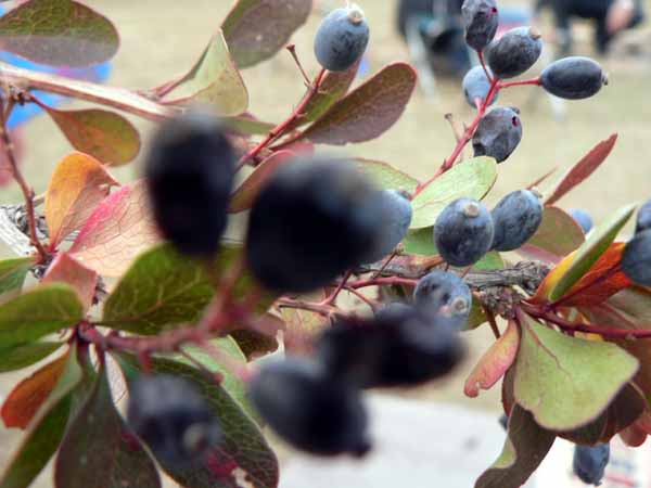 زرشک سیاه، لاکچری ترین میوه ایران