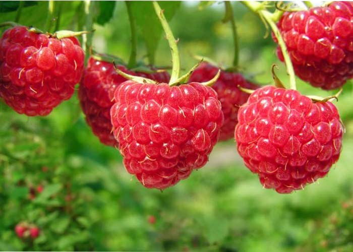 بررسی عصاره‌ی هیدروالکلی میوه تمشک (Raspberry fruit) بر حافظه‌ی احترازی غیرفعال و درد ناشی از ایسکمی مغزی و خونرسانی مجدد به مغز در رت نژاد ویستار