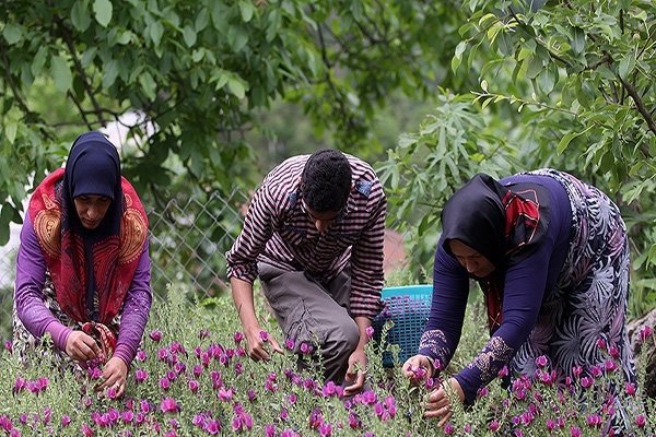 فیلم برداشت گیاه گل گاو زبان در مازندران