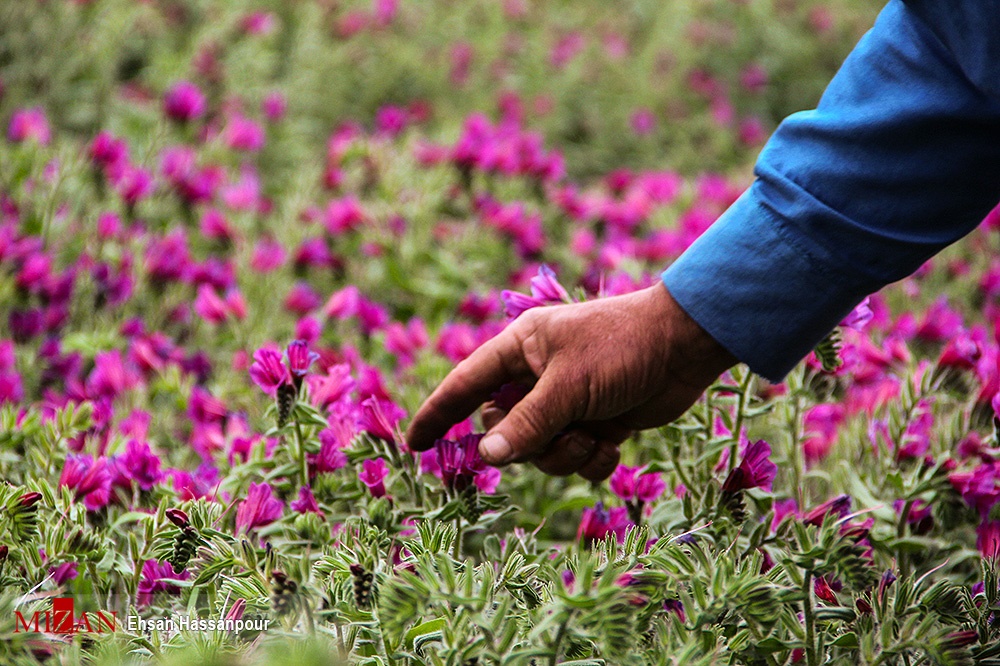 کشت گیاهان دارویی در اراضی شیب‌دار مازندارن سودآور است