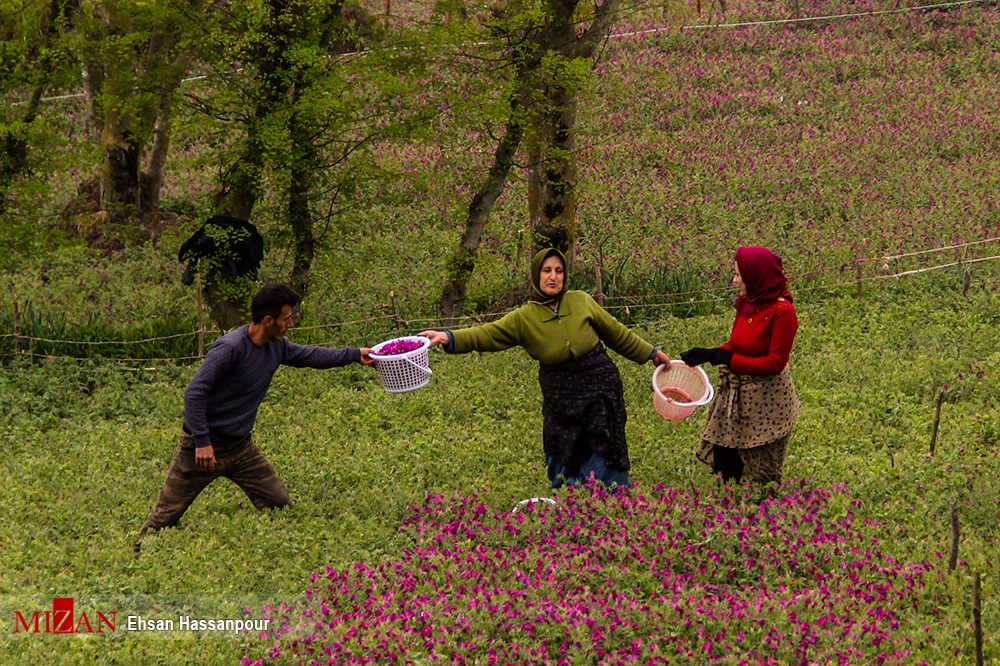 آشنایی بانوان روستایی بیدستان با روش های نوین کشت گل گاوزبان