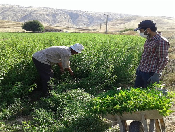 گسترش کشت گیاهان دارویی در اسفراین