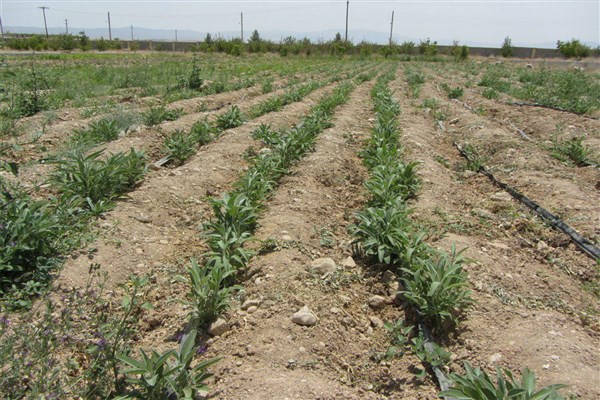 برداشت ۱۱۶۰ تن گیاهان دارویی در استان یزد