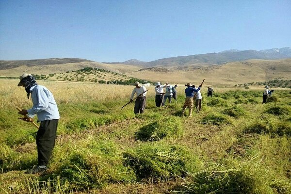 کشت گیاهان دارویی در ۸۰۰۰ هکتار از مزارع همدان