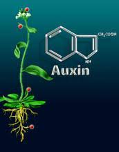 استفاده از هورمون های رشد مصنوعی برای گیاهان