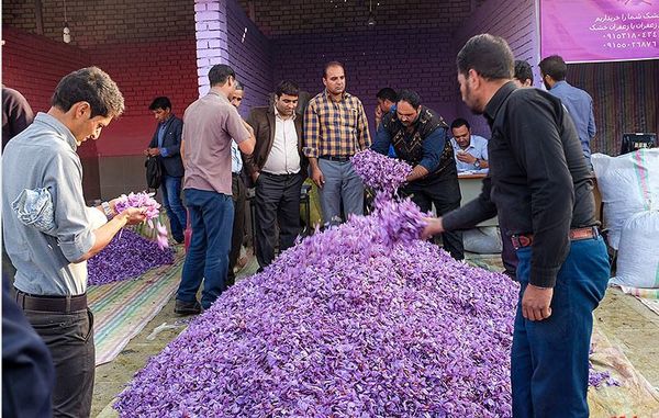 راه‌اندازی ۳۰ غرفه خرید گل زعفران در خراسان ‌شمالی