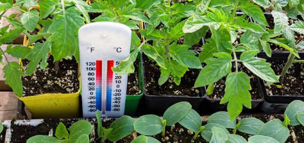 درجه حرارت و تأثیر آن بر مواد مؤثره گیاهان دارویی