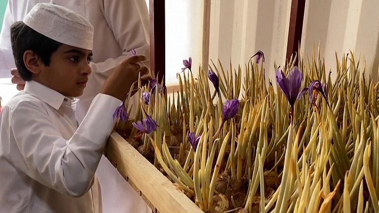 قطر تولید زعفران به روش ایروپونیک را کلید زد