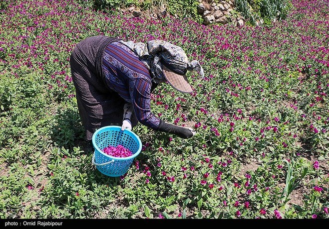 حضور پررنگ زنان املشی در تولید و فروش گل گاوزبان