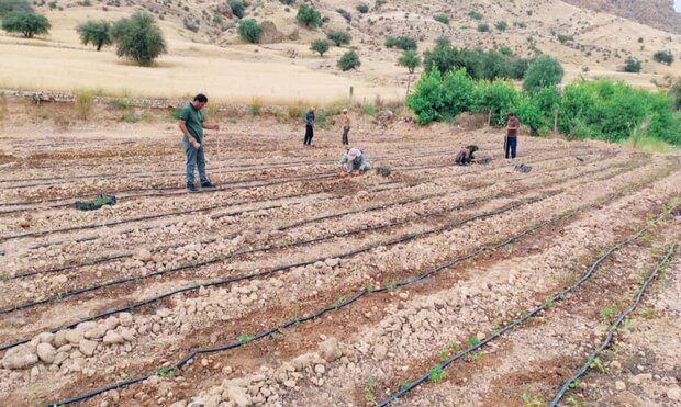 اختصاص زمین‌های کشاورزی شهرستان سمیرم به کشت گیاهان دارویی