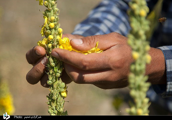 گزارش تصویری کشت گیاهان دارویی در کرمانشاه