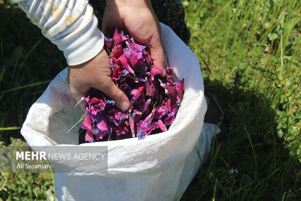 گزارش تصویری از برداشت گل گاو زبان در آستارا