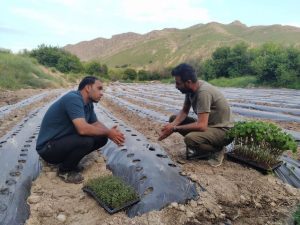 افزایش ۷۰۰ هکتاری سطح کشت گیاهان دارویی در اصفهان