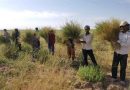 کشت گسترده خاکشیر در استان فارس