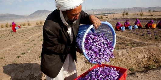 پیش بینی افزایش شش برابری تولید زعفران افغانستان
