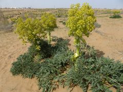 بذرپاشی و بهره برداری گیاه آنغوزه در شهرستان طبس