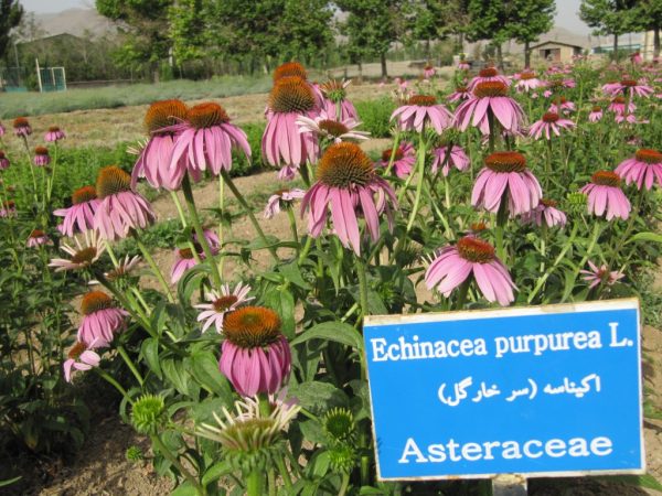 فعالیت های ایستگاه تحقیقات گیاهان دارویی علی آباد اراک