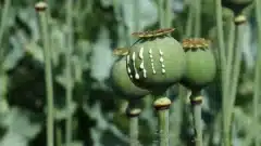 آغاز کشت خشخاش در ایران