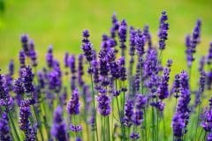 فراخوان مسابقه «گیاهان دارویی با محوریت پزشکی، فضای سبز و سلامت»