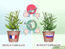 تفاوت‌های «ترخون فرانسوی» و «ترخون روسی»