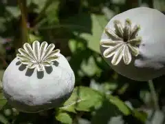 معرفی برخی از ارقام خشخاش دارویی
