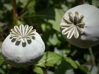 اثرات خطرناک کشت گیاهان دارویی ممنوعه