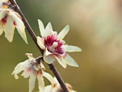 درختچه گل یخ: عطر زمستانه!