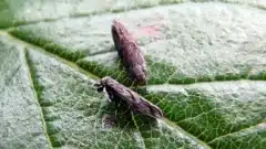 استراتژی‌های نوین بیولوژیک در مبارزه با کرم سرشاخه‌خوار هلو (Anarsia lineatella)