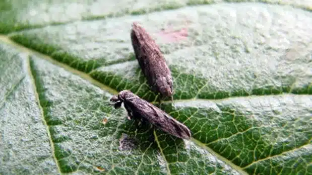استراتژیهای نوین بیولوژیک در مبارزه با کرم سرشاخهخوار هلو (Anarsia lineatella) استراتژیهای نوین بیولوژیک در مبارزه با کرم سرشاخهخوار هلو (Anarsia lineatella)
