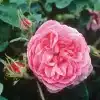 رز صدپر، رقیب گل محمدی در صنعت عطرسازی