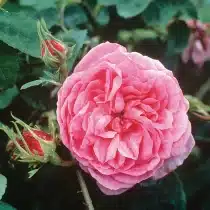 رز صدپر، رقیب گل محمدی در صنعت عطرسازی