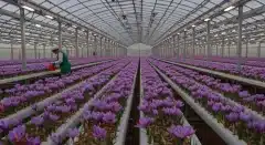 تولید زعفران و گیاهان دارویی در عربستان سعودی