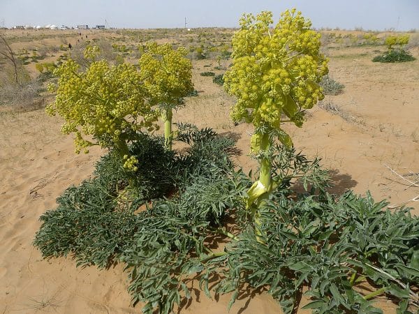 تفاوت های آنغوزه تلخ و شیرین
