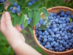 توسعه تولید محصول نوین بلوبری در نور